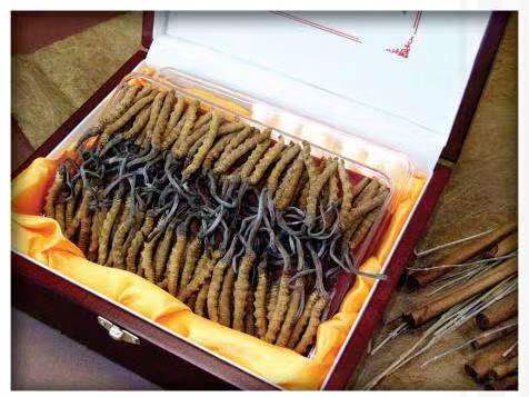 可克达拉冬虫夏草回收